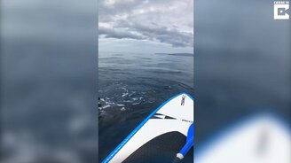 Кит напугал девушку на каяке - смотреть видео (1:21)