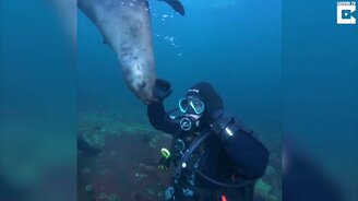 Дайверы пообщались с морскими львами - смотреть видео (0:46)