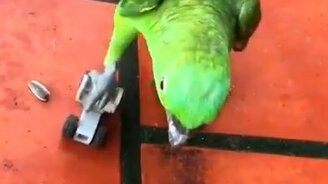 Попугай катается на роликах - смотреть видео (0:10)