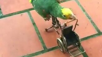 Попугай на велике - смотреть видео (0:15)