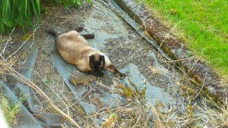 Когда кончина неизбежна - смотреть видео (1:04)