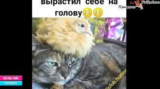 Подборка весёлого с комментариями и без - смотреть видео (5:43)