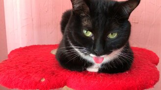 Кошечка показывает язык - смотреть видео (0:52)