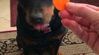 Разборчивый в еде ротвейлер - смотреть видео (0:32)