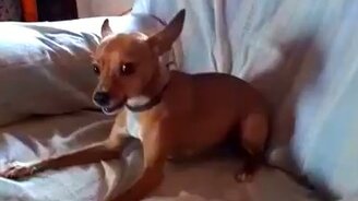 Чихуахуа взбесилась - смотреть видео (0:30)