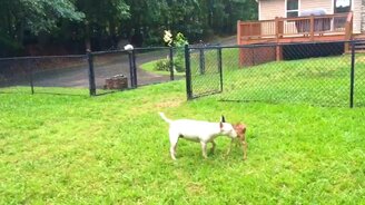 Дружба собаки и оленёнка - смотреть видео (0:34)