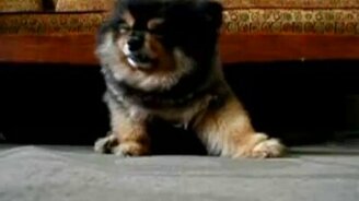 Щенок медвежонок - смотреть видео (0:28)