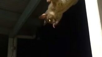 Щенок против опоссума - смотреть видео (0:15)