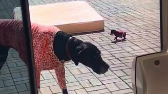 Чур, я в доме хозяин! - смотреть видео (0:25)