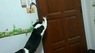 Кошка выпускает себя на волю - смотреть видео (1:29)