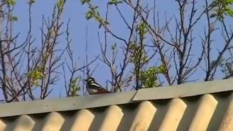 Дятел против крыши - смотреть видео (0:42)