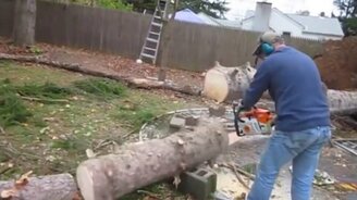 Когда не умеешь верно спилить дерево - смотреть видео (16:25)