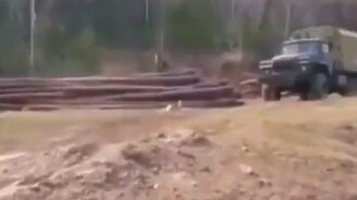 Спасение зайцев - смотреть видео (2:49)