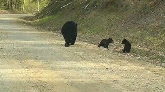 Медведица с медвежатами переходит дорогу - смотреть видео (1:03)
