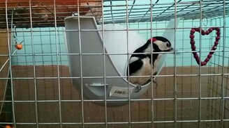 Дятел играет в прятки - смотреть видео (0:48)