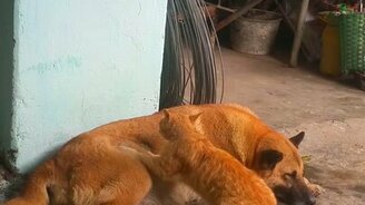 Кошка массирует собаке бок - смотреть видео (2:22)