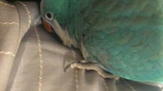 Мяукающая птица - смотреть видео (0:23)