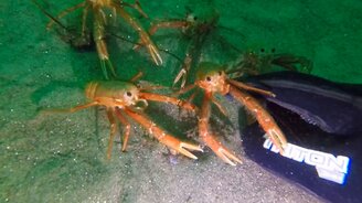 Водолаз знакомится с крабами - смотреть видео (0:58)