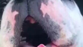 Заунывная песня бульдога - смотреть видео (0:26)