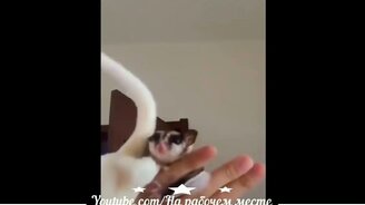 Чудные и прикольные зверушки - смотреть видео (5:00)