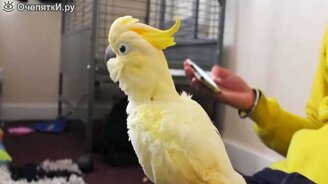 Самые чудные попугаи - смотреть видео (4:54)