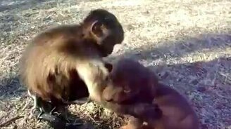 Дружба детства - смотреть видео (0:49)