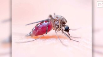 Комар пьёт кровь - смотреть видео (0:16)