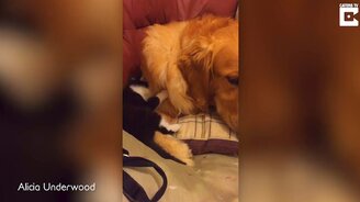 Пёс угомонил котёнка - смотреть видео (0:26)