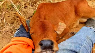 Спящий телёнок - смотреть видео (1:14)