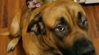 Обезьянка катается на собаке - смотреть видео (0:46)