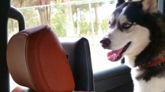 Хаски подпевает мелодии - смотреть видео (0:48)