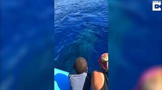 Кит здоровается с людьми на лодке - смотреть видео (1:05)