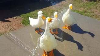 Поим уток водой! - смотреть видео (0:16)