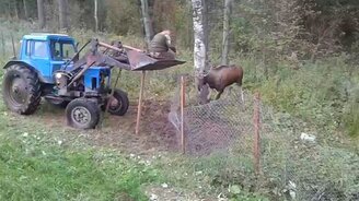 Трактористы спасают лося - смотреть видео (4:50)