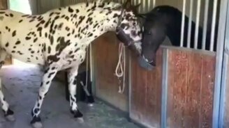 Лошади веселятся - смотреть видео (0:58)