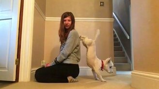 Собачья стойка на задних лапах - смотреть видео (0:08)