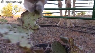 Верблюд ест кактус - смотреть видео (2:10)