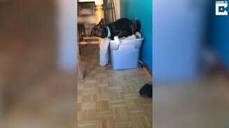 Как пёс по хозяину скучал - смотреть видео (0:16)