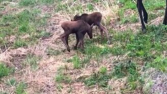 Лосята играют в саду - смотреть видео (0:27)