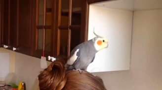 Весёлые попугаи - смотреть видео (6:57)