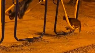 Совместная тренировка с питомцем - смотреть видео (0:43)