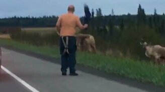 Как помочь перейти дорогу северным оленям - смотреть видео (0:38)