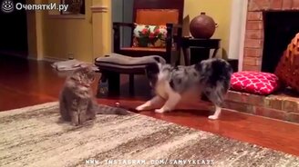 Трогательные и весёленькие моменты - смотреть видео (5:21)