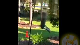 Смешные мгновенья с животными - смотреть видео (5:12)