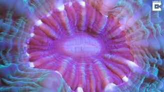 Красота коралловых рифов - смотреть видео (3:04)