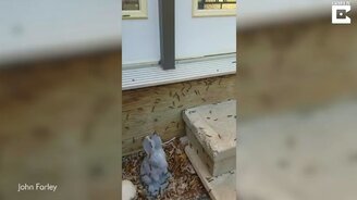 Реакция гусениц на крик - смотреть видео (0:32)