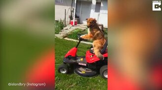 Собака косит газон - смотреть видео (0:20)