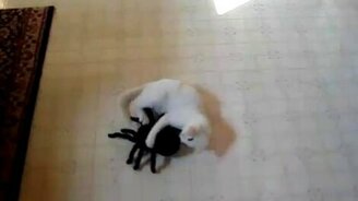 Кошка против паука - смотреть видео (1:39)