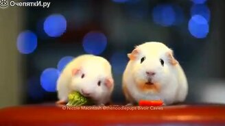 Смешные хомяки - смотреть видео (7:21)