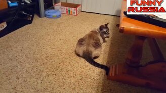Кошки и коты чудят - смотреть видео (9:52)